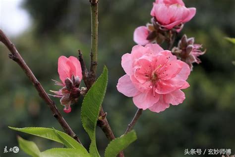 爛桃花怎麼辦|如何化解感情上的爛桃花